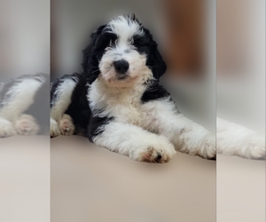Sheepadoodle Puppy for sale in HOLLIS, NY, USA