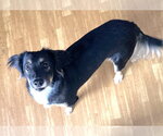 Small Photo #4 Border-Aussie Puppy For Sale in Mount Airy, NC, USA