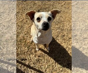 Chihuahua-Unknown Mix Dogs for adoption in OKLAHOMA CITY, OK, USA