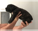 Small Photo #15 Cane Corso Puppy For Sale in BOARDMAN, OH, USA