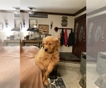 Small Photo #4 Golden Retriever Puppy For Sale in SCIO, OR, USA