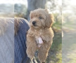 Small Photo #1 Miniature Labradoodle Puppy For Sale in BRADENTON, FL, USA