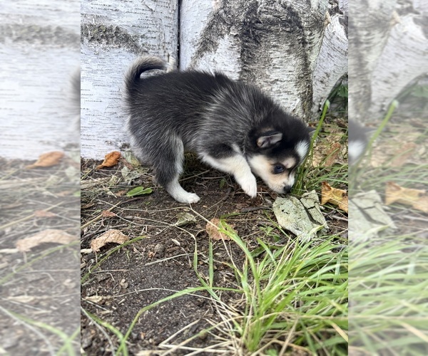 Medium Photo #6 Alaskan Klee Kai-Pomsky Mix Puppy For Sale in STAPLES, MN, USA