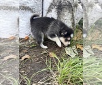 Small #5 Alaskan Klee Kai-Pomsky Mix