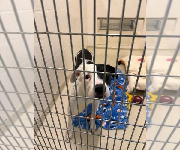 Medium Photo #1 American Pit Bull Terrier Puppy For Sale in Fremont, CA, USA