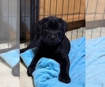 Small #5 Labrador Retriever
