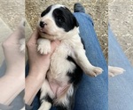 Puppy Bridgerton Border Collie