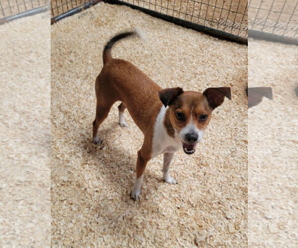 Medium Photo #2 Mutt Puppy For Sale in Granbury, TX, USA