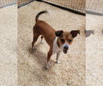 Small #1 Mutt