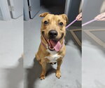 Small #2 Labrador Retriever Mix