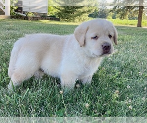 Labrador Retriever Puppy for sale in CENTREVILLE, MI, USA
