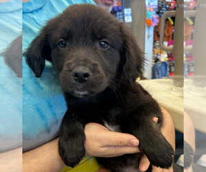 Labrador Retriever-Unknown Mix Dogs for adoption in Palatine/Kildeer/Buffalo grove, IL, USA