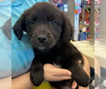 Sammy - Male Labrador Retriever-Unknown Mix Dog for Adoption - Small photo