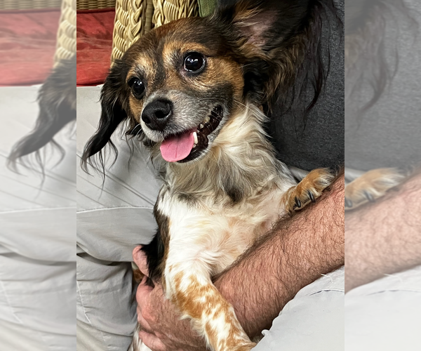 Medium Photo #3 Papshund Puppy For Sale in Decatur, GA, USA