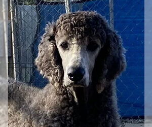 Poodle (Standard) Dogs for adoption in Pacolet, SC, USA