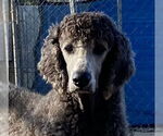 Small Poodle (Standard)