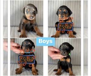 Doberman Pinscher Puppy for sale in LAS VEGAS, NV, USA