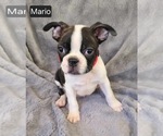 Small #4 Boston Terrier