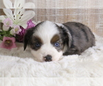 Small Photo #2 Miniature Australian Shepherd Puppy For Sale in STAFFORD, VA, USA