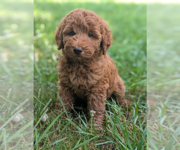 Medium Photo #1 Goldendoodle Puppy For Sale in MIDLAND, NC, USA