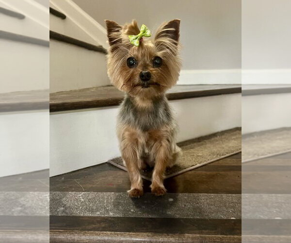 Medium Photo #1 Mutt Puppy For Sale in Arlington, VA, USA