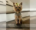 Small Mutt