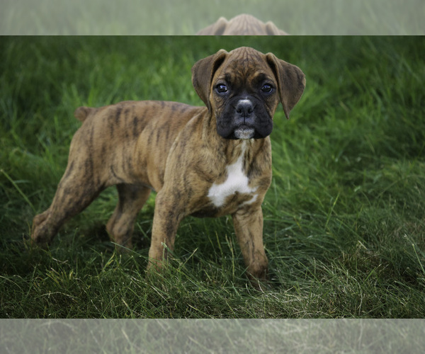 Medium Photo #10 Boxer Puppy For Sale in SHIPSHEWANA, IN, USA