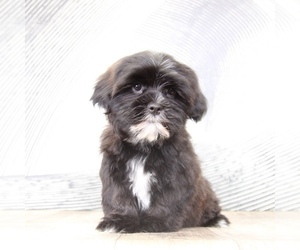 Shorkie Tzu Puppy for sale in WESTPOINT, IN, USA