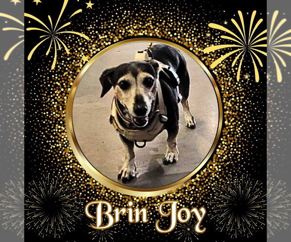 Medium Photo #3 Dachshund Puppy For Sale in San Antonio, TX, USA