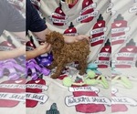 Puppy Remy Poodle (Miniature)