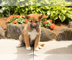 Small #4 Shiba Inu