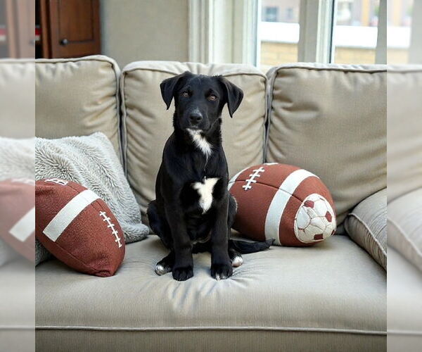 Medium Photo #1 Border Collie-Unknown Mix Puppy For Sale in MIDWAY, UT, USA