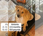 Small #16 Chihuahua-Labrador Retriever Mix
