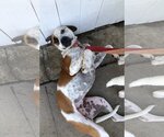 Small #3 American Pit Bull Terrier Mix