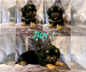 Morkie Puppy for sale in BELFRY, KY, USA