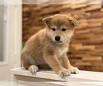 Small #3 Shiba Inu