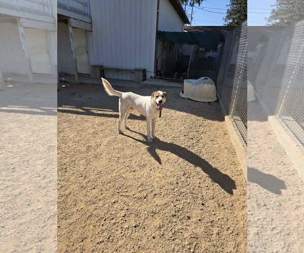 Medium Photo #2 Great Pyrenees-Unknown Mix Puppy For Sale in Maquoketa, IA, USA