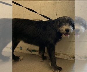 Mutt Dogs for adoption in San Bernardino, CA, USA