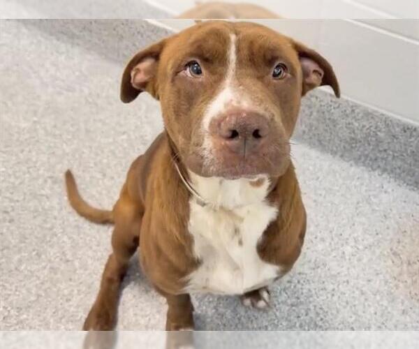 Medium Photo #3 Mutt Puppy For Sale in Houston, TX, USA