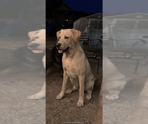 Father of the Labrador Retriever puppies born on 05/08/2026