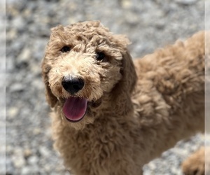 Poodle (Standard) Puppy for sale in DUNDEE, OH, USA