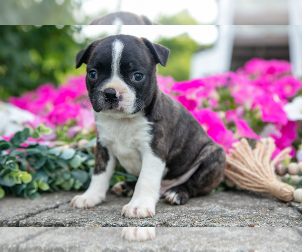 Medium Photo #5 Boston Terrier Puppy For Sale in MOORELAND, IN, USA