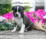Small #4 Boston Terrier