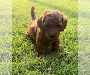 Double Doodle Litter for sale in LAGRANGE, GA, USA