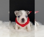 Small Photo #11 French Bulldog Puppy For Sale in PORT READING, NJ, USA