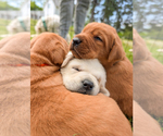 Small #3 Labrador Retriever