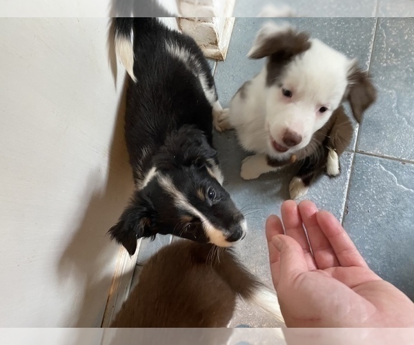 Medium Photo #3 Australian Shepherd-Border-Aussie Mix Puppy For Sale in ORLANDO, FL, USA