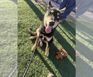 Gerberian Shepsky Dogs for adoption in HESPERIA, CA, USA