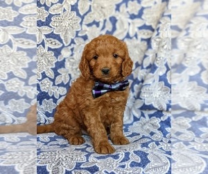 Goldendoodle (Miniature) Puppy for sale in CHRISTIANA, PA, USA
