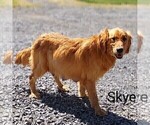 Small Photo #1 Golden Retriever Puppy For Sale in NEWPORT, PA, USA